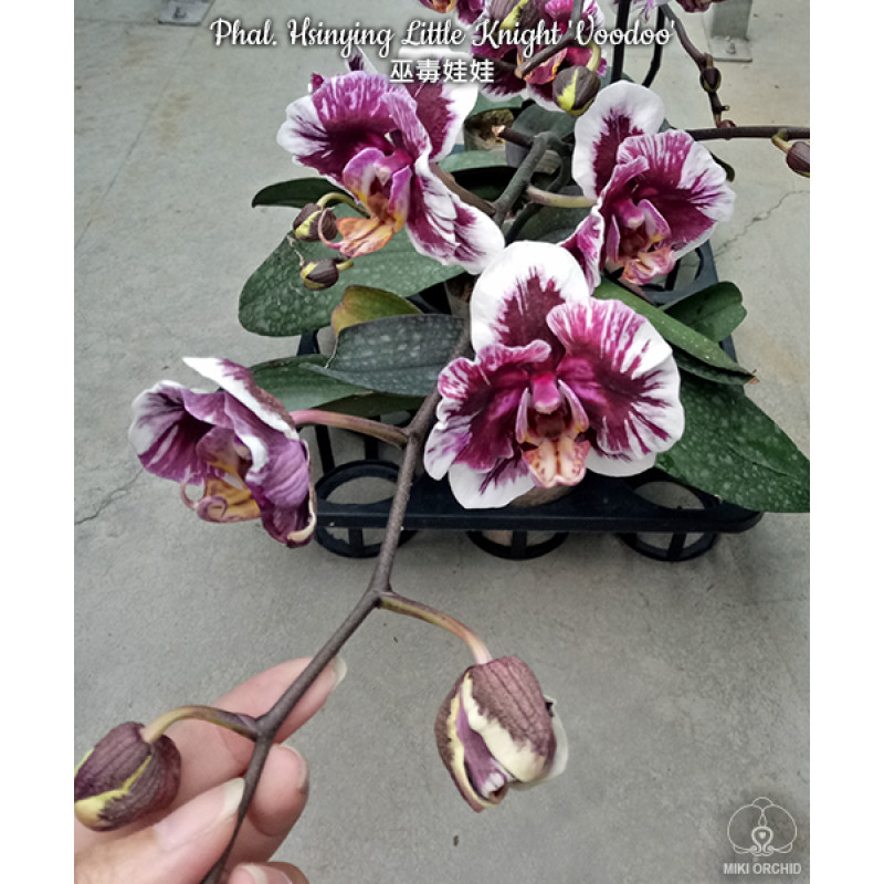 Орхiдея Phal. Hsinying Little Knight Voodoo - купити, доставка Україна